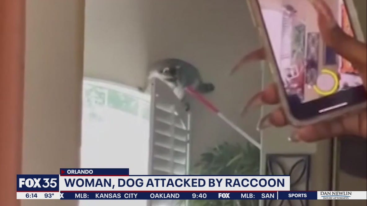 Momma raccoon chases down Orlando woman and her dog
